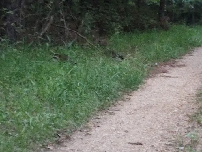 Eleven Point River Myrtle Access Picture 1
