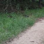 Eleven Point River Myrtle Access