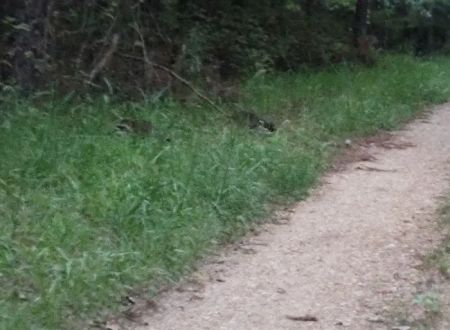 Eleven Point River Myrtle Access