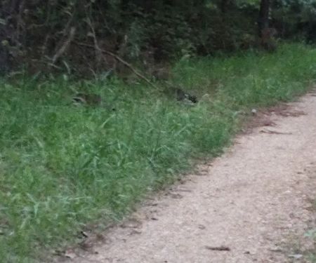 Eleven Point River Myrtle Access