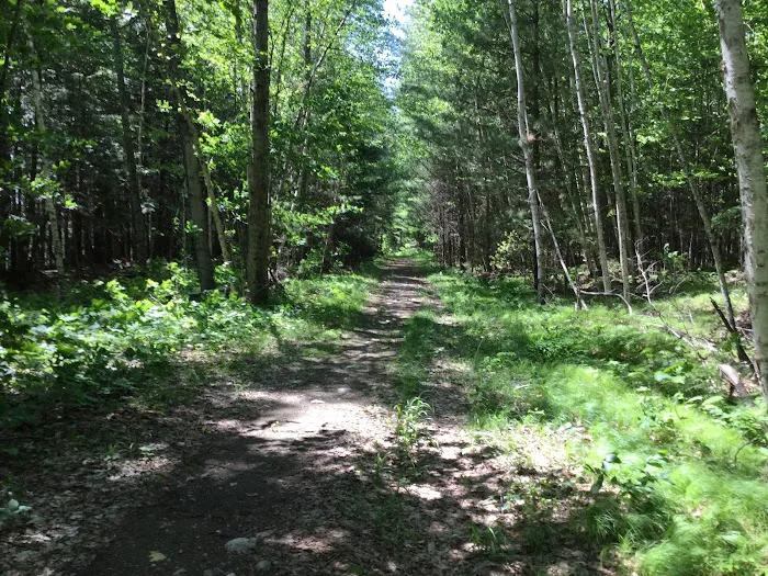 Laura Lake Campground Picture 2
