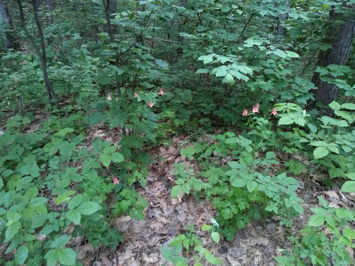 US Forest Service - Lakewood/Laona District Picture 6