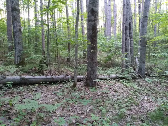US Forest Service - Lakewood/Laona District Picture 8