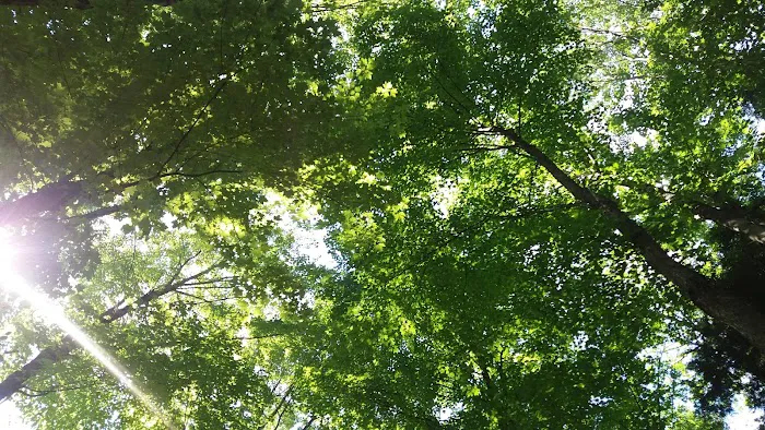 Maple Heights Campground Picture 2