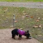 Maple Heights Campground