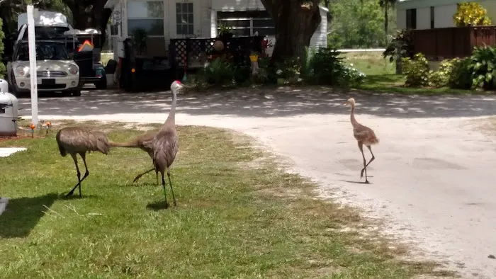 Mallard Mobile Home Park Picture 8