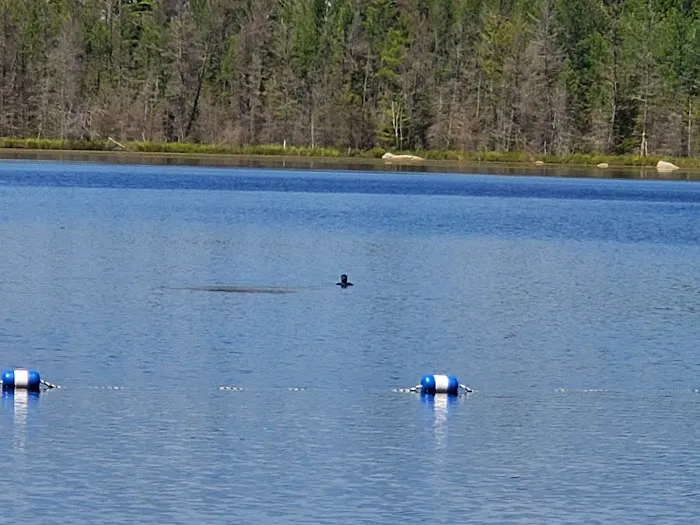 Morgan Lake Campground Picture 1