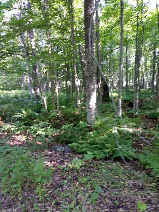 Perch Lake Campground Picture 9