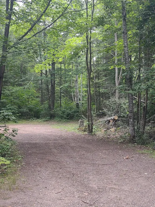 Bass Lake State Forest Campground Picture 8