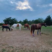 Double Hearts Ranch ico