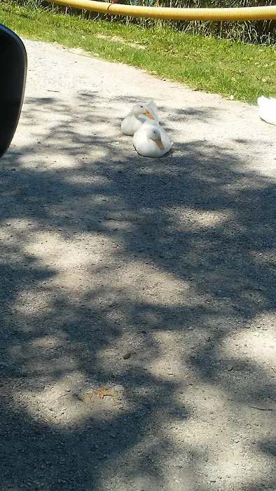 MGM Lakeside Campground Picture 5