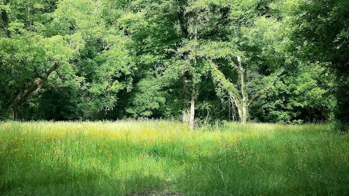 Wildlife Management Area Primitive Camping Picture 6