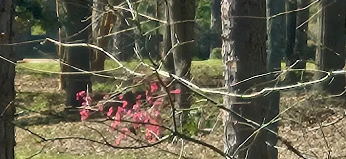 HIDDEN OAKS RV AND CABINS Picture 2