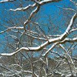 The Pecan Orchard Campgrounds