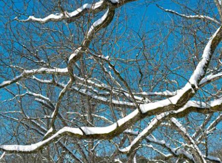 The Pecan Orchard Campgrounds