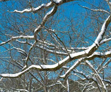 The Pecan Orchard Campgrounds