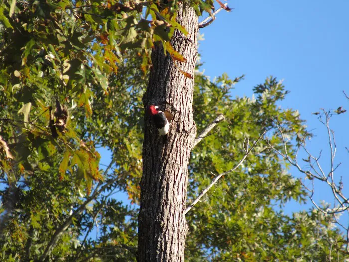 Jennings Ferry Park Campground Picture 9
