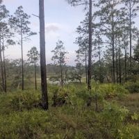 SWFWMD Concession Stand Campsite ico