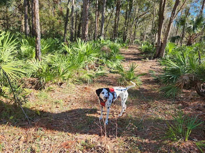 Hampton Campground Picture 7