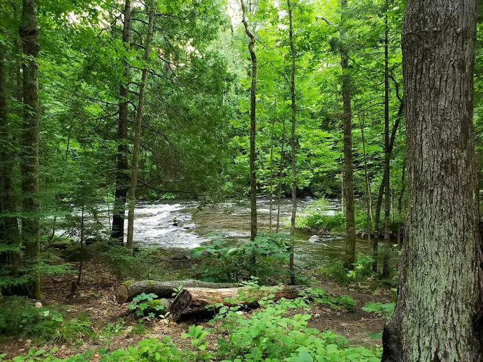 Bagley Rapids Campground Picture 4