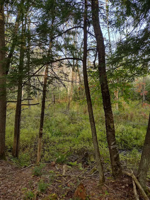 Jessie Lake Campsite Picture 5