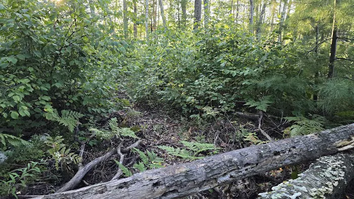 Perch Lake Campground Picture 3