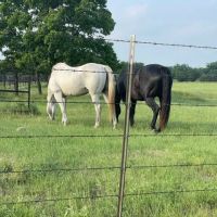 Nature Trails Staycation (RV Park) ico