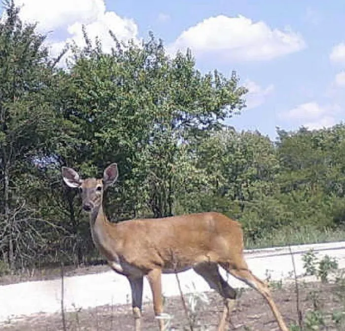Nature Trails Staycation (RV Park) Picture 7