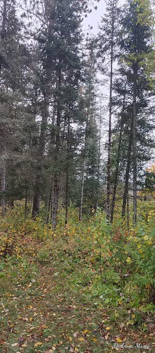 Paint River Forks Campground Picture 10
