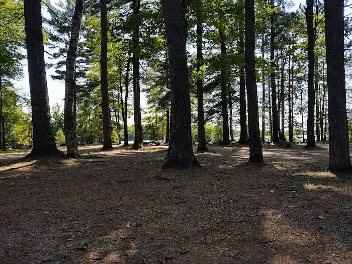 Little Lake State Forest Campground Picture 8