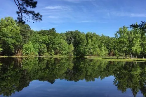 Shady Pines RV Park Picture 4