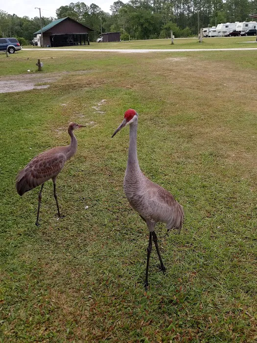 Gator Creek Campground Picture 4
