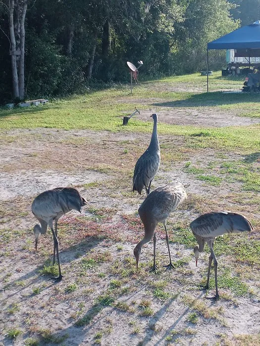 Gator Creek Campground Picture 3