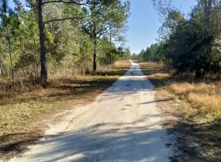 Cypress Creek Preserve