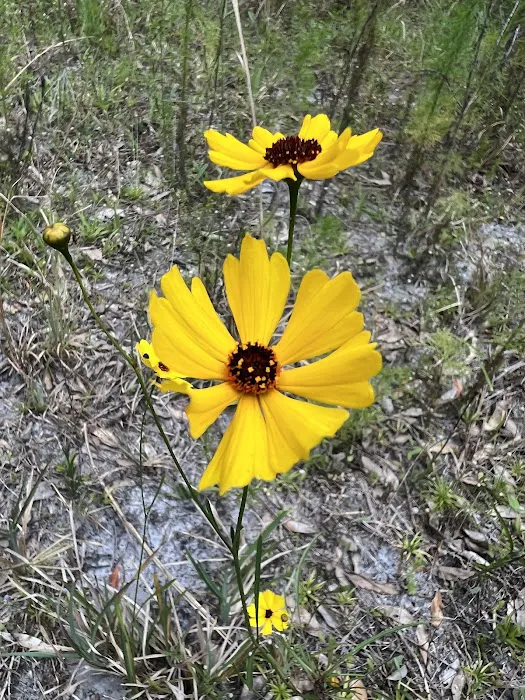 Cypress Creek Preserve Picture 4
