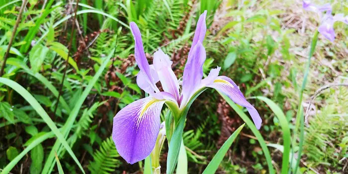 Cypress Creek Preserve Picture 9