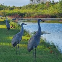 Lake Toho Fish Camp ico