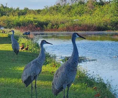Lake Toho Fish Camp