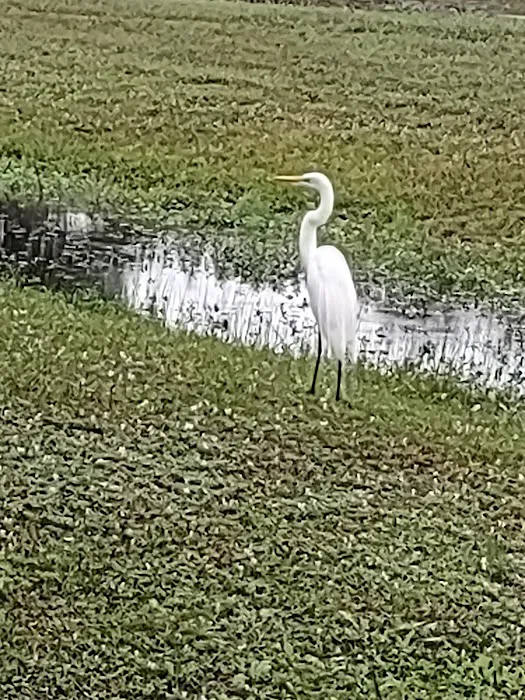 Sabal Palm RV Resort Picture 1