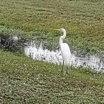 Sabal Palm RV Resort