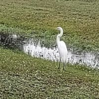 Sabal Palm RV Resort ico