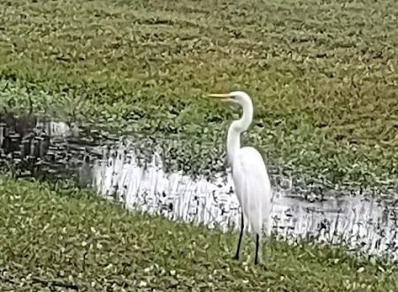 Sabal Palm RV Resort