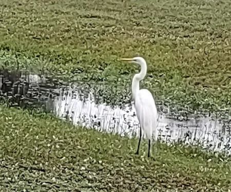 Sabal Palm RV Resort