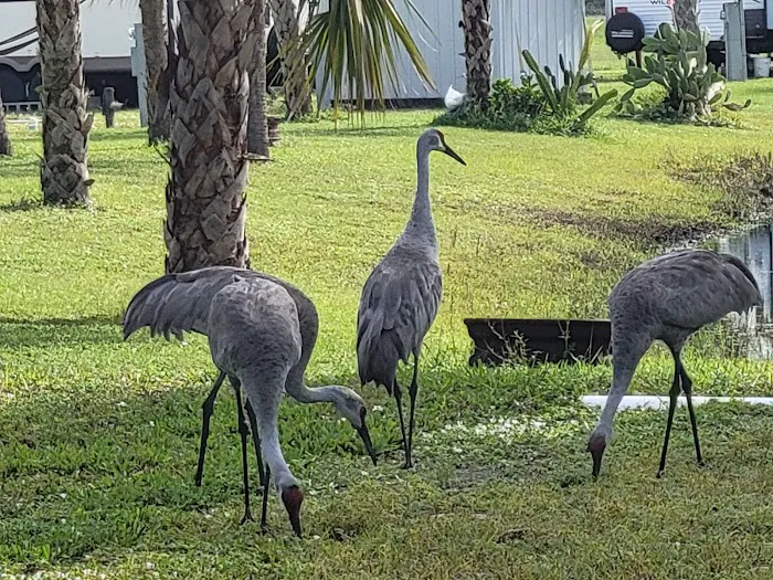 Sabal Palm RV Resort Picture 5