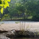 Shade Tree Resort
