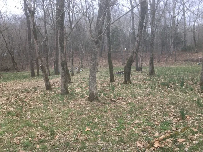 Shade Tree Resort Picture 8