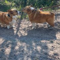 Gitche Gumee RV Park and Campground ico