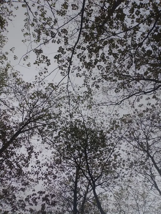 Forestville Campground Picture 9