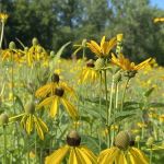 Linn Grove Park