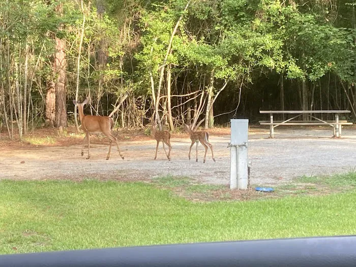 Timberline Glamping at Lake Blackshear Picture 9